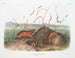 Rat de Douglas de Columbia a grandezza naturale - John Woodhouse Audubon — vista dell’opera