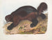 Gulo luscus, il gloton - John Woodhouse Audubon — vista dell’opera