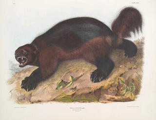 Gulo luscus, il gloton - John Woodhouse Audubon — vista dell’opera