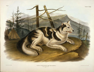 Cane indiano dell'Hare - John Woodhouse Audubon — vista dell’opera