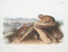 Lagomys princeps Petit lepre capo Dimension naturale - John Woodhouse Audubon — vista dell’opera