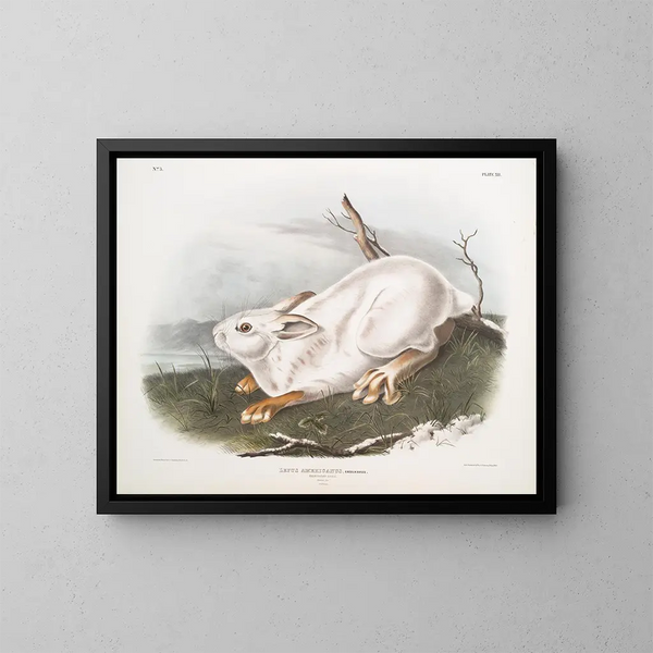 Lepre americano, dimensione naturale, inverno - John Woodhouse Audubon — quadro incorniciato alla parete