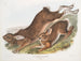 Lepre americana - John Woodhouse Audubon — vista dell’opera