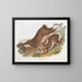 Lepre americana - John Woodhouse Audubon — quadro incorniciato alla parete