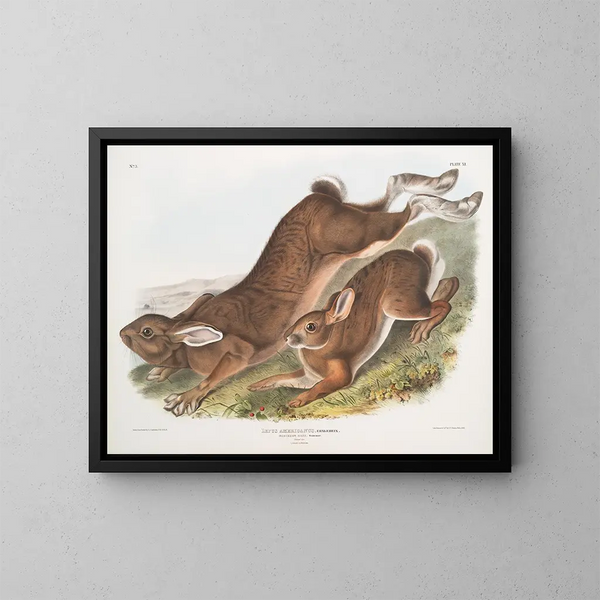 Lepre americana - John Woodhouse Audubon — quadro incorniciato alla parete