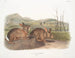 Lepre di Bachman dimensioni naturali - John Woodhouse Audubon — vista dell’opera