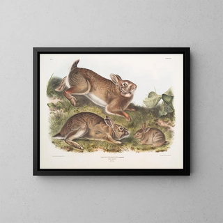 John Woodhouse Audubon - Lepus Sylvaticus Grey Rabbit Natural size Old  young.webp