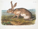 Lièvre texano maschio a grandezza naturale - John Woodhouse Audubon — vista dell’opera