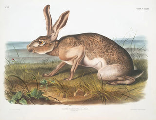John Woodhouse Audubon - Lepus Texianus Texian Hare Male Natural size.webp