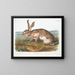 Lièvre texano maschio a grandezza naturale - John Woodhouse Audubon — quadro incorniciato alla parete