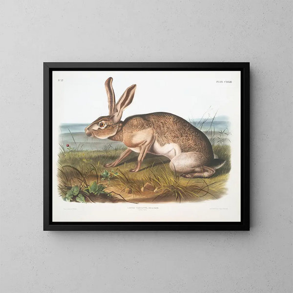 Lièvre texano maschio a grandezza naturale - John Woodhouse Audubon — quadro incorniciato alla parete