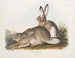 Lepre di Townsend, lepre delle Montagne Rocciose, dimensioni naturali, maschio e femmina - John Woodhouse Audubon — vista dell’opera