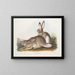 Lepre di Townsend, lepre delle Montagne Rocciose, dimensioni naturali, maschio e femmina - John Woodhouse Audubon — quadro incorniciato alla parete