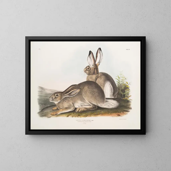 Lepre di Townsend, lepre delle Montagne Rocciose, dimensioni naturali, maschio e femmina - John Woodhouse Audubon — quadro incorniciato alla parete