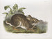 Lièvre aquatique dimensioni naturali maschio - John Woodhouse Audubon — vista dell’opera