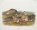 Lepre Artemisia, lepre in legno caldo, maschio e femmina, dimensioni naturali - John Woodhouse Audubon — vista dell’opera