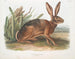 Coniglio californiano dimensione naturale - John Woodhouse Audubon — vista dell’opera