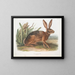 Coniglio californiano dimensione naturale - John Woodhouse Audubon — quadro incorniciato alla parete