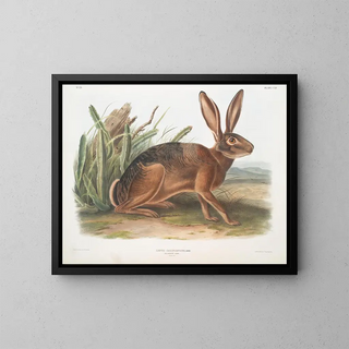 John Woodhouse Audubon - Lepus californicus Californian Hare Natural size.webp