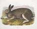 Lepre polare dimensione naturale - John Woodhouse Audubon — vista dell’opera