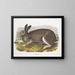 Lepre polare dimensione naturale - John Woodhouse Audubon — quadro incorniciato alla parete