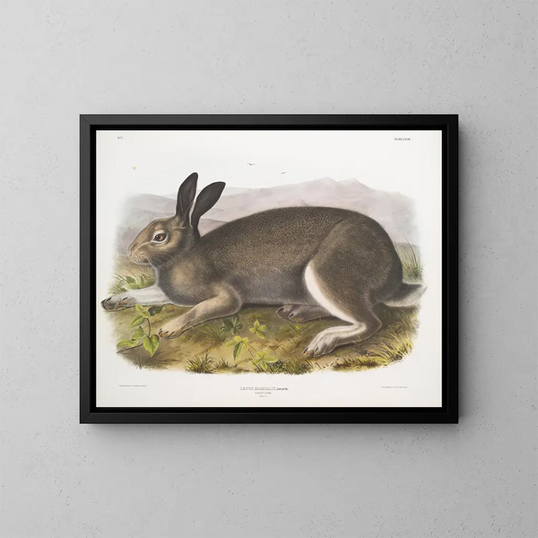 Lepre polare dimensione naturale - John Woodhouse Audubon — quadro incorniciato alla parete