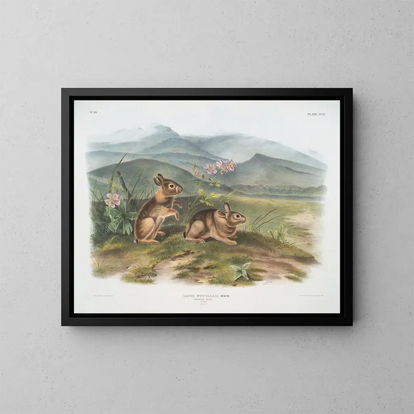 Lièvre di Nuttall maschio dimensione naturale - John Woodhouse Audubon — quadro incorniciato alla parete