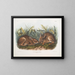 Lepre delle paludi dimensione naturale - John Woodhouse Audubon — quadro incorniciato alla parete
