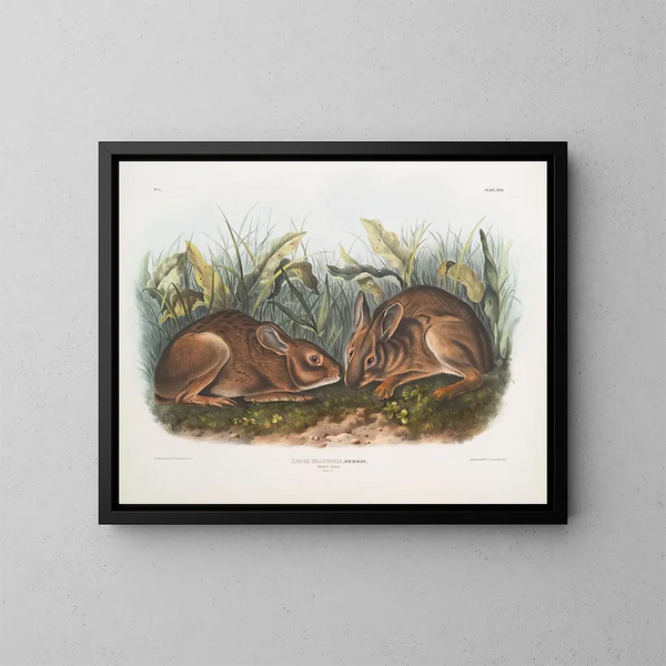 Lepre delle paludi dimensione naturale - John Woodhouse Audubon — quadro incorniciato alla parete