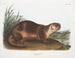 Loutre del Canada maschio - John Woodhouse Audubon — vista dell’opera