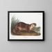 Loutre del Canada maschio - John Woodhouse Audubon — quadro incorniciato alla parete