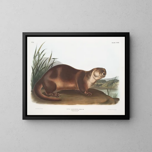 Loutre del Canada maschio - John Woodhouse Audubon — quadro incorniciato alla parete