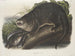 Loutre del Canada dimensione naturale maschio - John Woodhouse Audubon — vista dell’opera