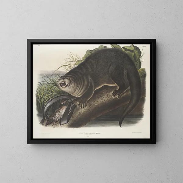 Loutre del Canada dimensione naturale maschio - John Woodhouse Audubon — quadro incorniciato alla parete