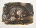 Lynx del Canada maschio - John Woodhouse Audubon — vista dell’opera