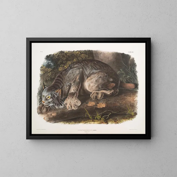 Lynx del Canada maschio - John Woodhouse Audubon — quadro incorniciato alla parete