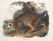 Lynx roux - John Woodhouse Audubon — vista dell’opera