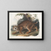 Lynx roux - John Woodhouse Audubon — quadro incorniciato alla parete