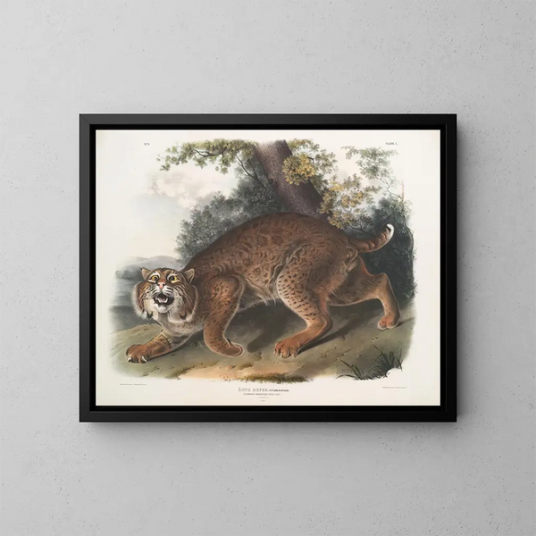 Lynx roux - John Woodhouse Audubon — quadro incorniciato alla parete