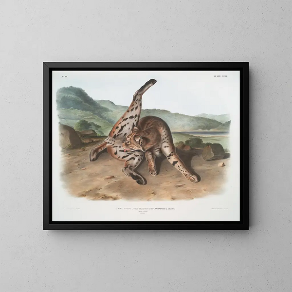Lynx rosso var. maculatus femmina del Texas - John Woodhouse Audubon — quadro incorniciato alla parete