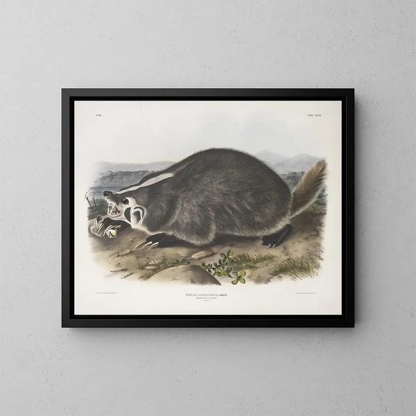 Meles labradorius, castoro americano, dimensioni naturali - John Woodhouse Audubon — quadro incorniciato alla parete