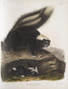 Mephitis Americana Mouffette americana comune Dimensione naturale Femmina - John Woodhouse Audubon — vista dell’opera