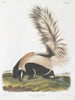 Mephitis macroura Mouffette à grande queue mâle taille naturelle - John Woodhouse Audubon — vista dell’opera