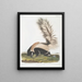 Mephitis macroura Mouffette à grande queue mâle taille naturelle - John Woodhouse Audubon — quadro incorniciato alla parete