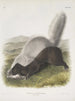Mephitis mesoleuca Mouffette texane Dimensioni naturali - John Woodhouse Audubon — vista dell’opera