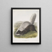 Mephitis mesoleuca Mouffette texane Dimensioni naturali - John Woodhouse Audubon — quadro incorniciato alla parete
