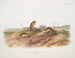 di topo che salta, maschio e femmina, a grandezza naturale - John Woodhouse Audubon — vista dell’opera