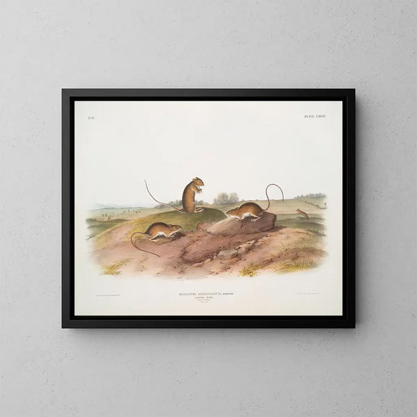 di topo che salta, maschio e femmina, a grandezza naturale - John Woodhouse Audubon — quadro incorniciato alla parete