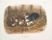 Rat noir, dimension naturale, vecchio e giovane - John Woodhouse Audubon — vista dell’opera