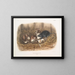 Rat noir, dimension naturale, vecchio e giovane - John Woodhouse Audubon — quadro incorniciato alla parete